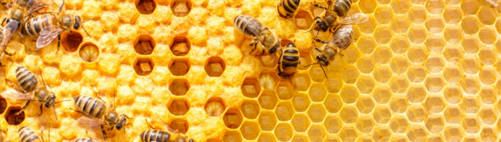 Top Benefits of Opting for Eco-Friendly Bee Removal Process
